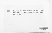 Image of Suillus boudieri